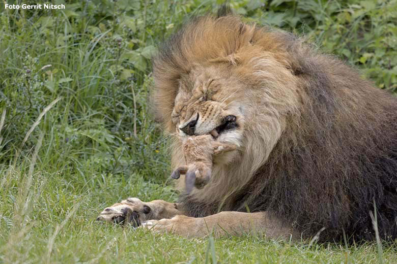 Afrikanischer Löwen-Kater TAMO am 7. Juli 2020 auf der Löwen-Savanne im Zoologischen Garten der Stadt Wuppertal (Foto Gerrit Nitsch)