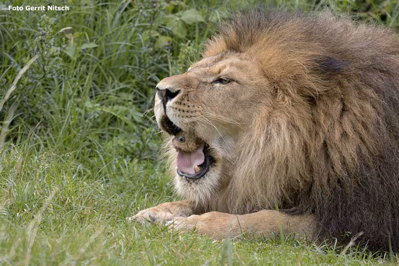 Afrikanischer Löwen-Kater TAMO am 7. Juli 2020 auf der Löwen-Savanne im Wuppertaler Zoo (Foto Gerrit Nitsch)
