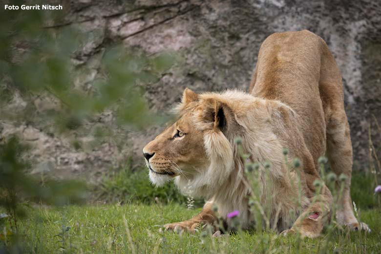 Afrikanische Löwen-Katze MALAIKA am 7. Juli 2020 auf der Außenanlage vor dem Löwen-Haus im Grünen Zoo Wuppertal (Foto Gerrit Nitsch)