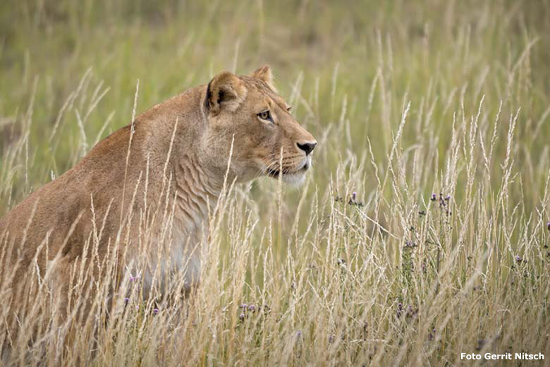 Afrikanische Löwen-Katze MAISHA am 7. Juli 2020  auf der Löwen-Savanne im Zoologischen Garten Wuppertal (Foto Gerrit Nitsch)