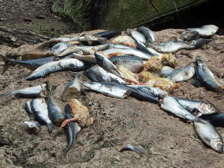 Fische und Küken als Futtertiere für die Afrikanischen Löwen am 10. Juli 2020 auf der Mini-Außenanlage im Löwen-Haus im Zoo Wuppertal