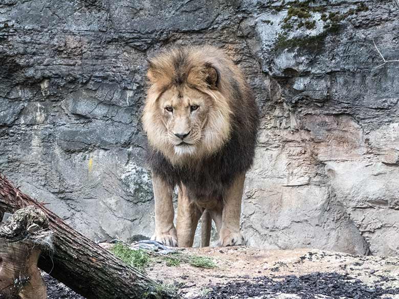 Afrikanischer Löwen-Kater TAMO mit Fischen und Küken am 10. Juli 2020 auf der Mini-Außenanlage im Löwen-Haus im Zoologischen Garten Wuppertal