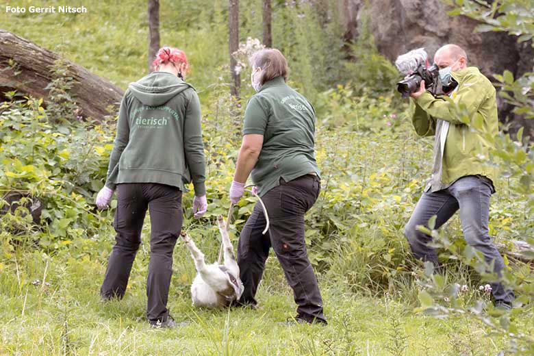 Tierpflegerinnen positionierten eine tote Zwergziege am 15. Juli 2020 auf der Löwen-Savanne im Grünen Zoo Wuppertal (Foto Gerrit Nitsch)