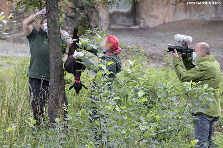 Tierpflegerinnen positionierten eine tote Zwergziege am 15. Juli 2020 auf der Löwen-Savanne im Wuppertaler Zoo (Foto Gerrit Nitsch)