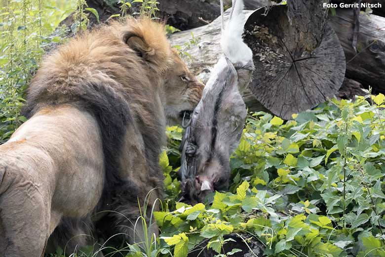 Afrikanischer Löwen-Kater MASSINO mit einer toten Zwergziege am 15. Juli 2020 auf der Löwen-Savanne im Grünen Zoo Wuppertal (Foto Gerrit Nitsch)