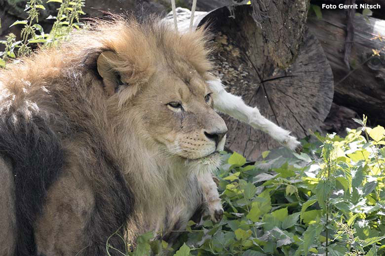Afrikanischer Löwen-Kater MASSINO mit einer toten Zwergziege am 15. Juli 2020 auf der Löwen-Savanne im Zoologischen Garten der Stadt Wuppertal (Foto Gerrit Nitsch)
