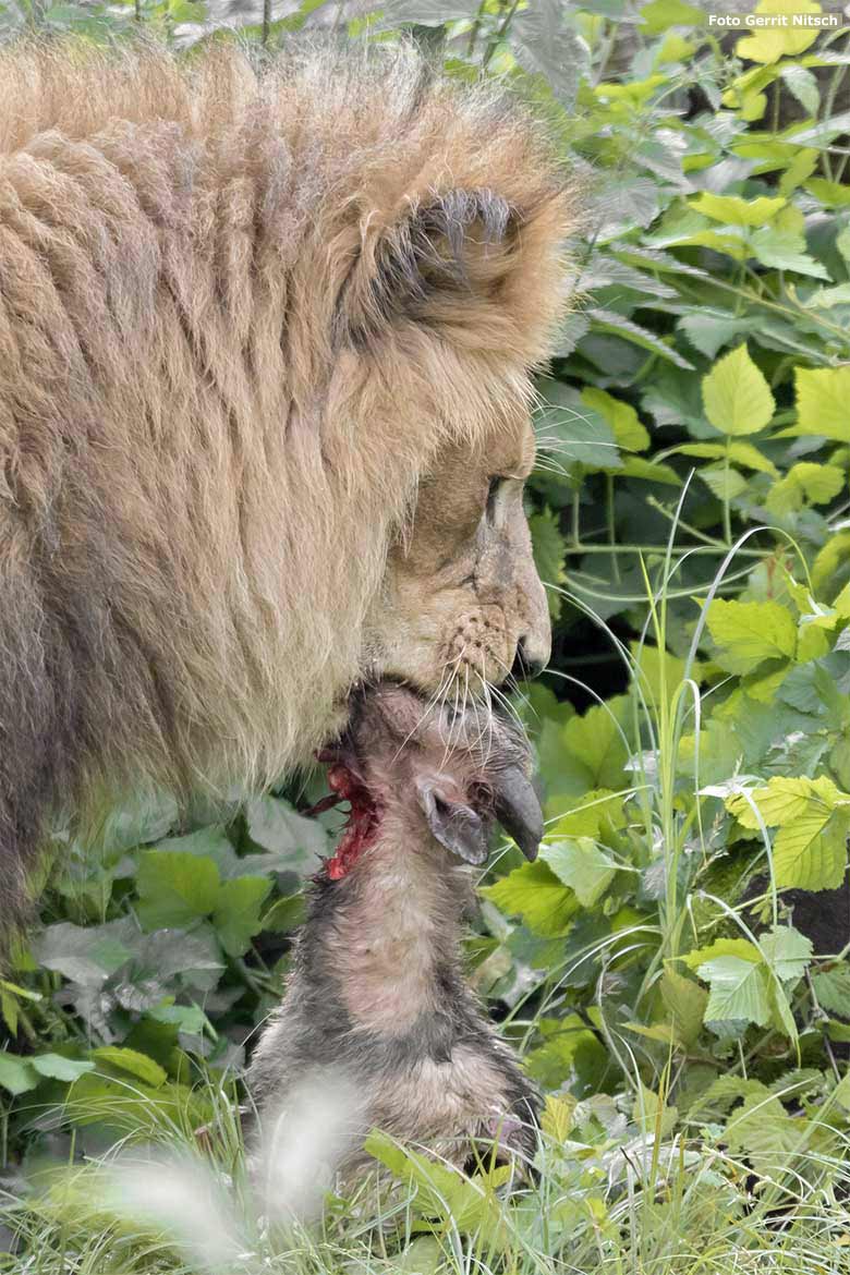 Afrikanischer Löwen-Kater MASSINO mit einer toten Zwergziege am 15. Juli 2020 auf der Löwen-Savanne im Zoo Wuppertal (Foto Gerrit Nitsch)