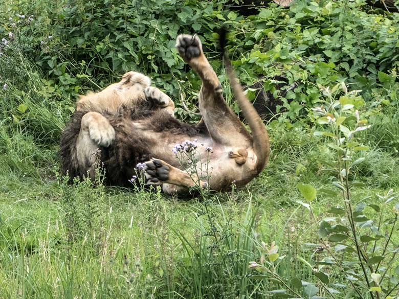 Afrikanischer Löwen-Kater am 15. Juli 2020 auf der Löwen-Savanne im Grünen Zoo Wuppertal