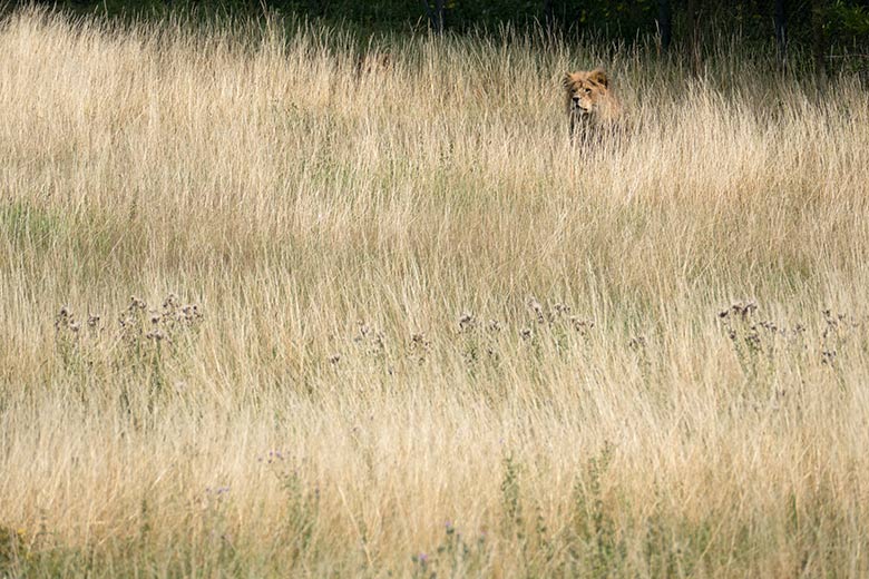 Männlicher Afrikanischer Löwe am 28. Juli 2020 auf der Löwen-Savanne im Wuppertaler Zoo