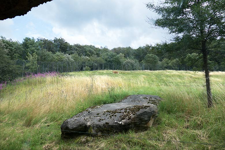 Afrikanische Löwin MAISHA am 28. Juli 2020 auf der Löwen-Savanne im Zoologischen Garten Wuppertal