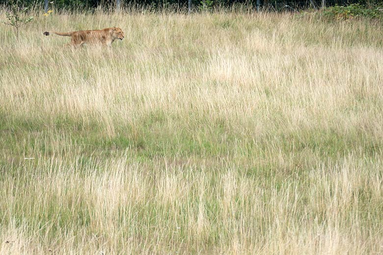 Afrikanische Löwin MAISHA am 28. Juli 2020 auf der Löwen-Savanne im Grünen Zoo Wuppertal