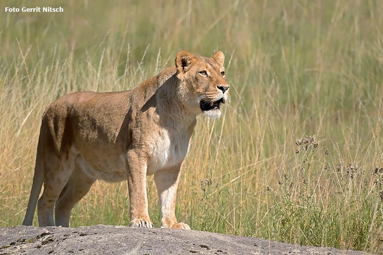 Afrikanische Löwen-Katze MAISHA am 31. Juli 2020 auf der Löwen-Savanne im Zoologischen Garten Wuppertal (Foto Gerrit Nitsch)