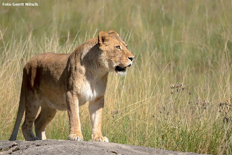 Afrikanische Löwen-Katze MAISHA am 31. Juli 2020 auf der Löwen-Savanne im Zoo Wuppertal (Foto Gerrit Nitsch)