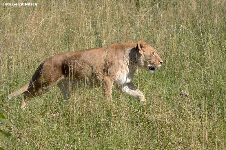 Afrikanische Löwen-Katze MAISHA am 31. Juli 2020 auf der Löwen-Savanne im Grünen Zoo Wuppertal (Foto Gerrit Nitsch)