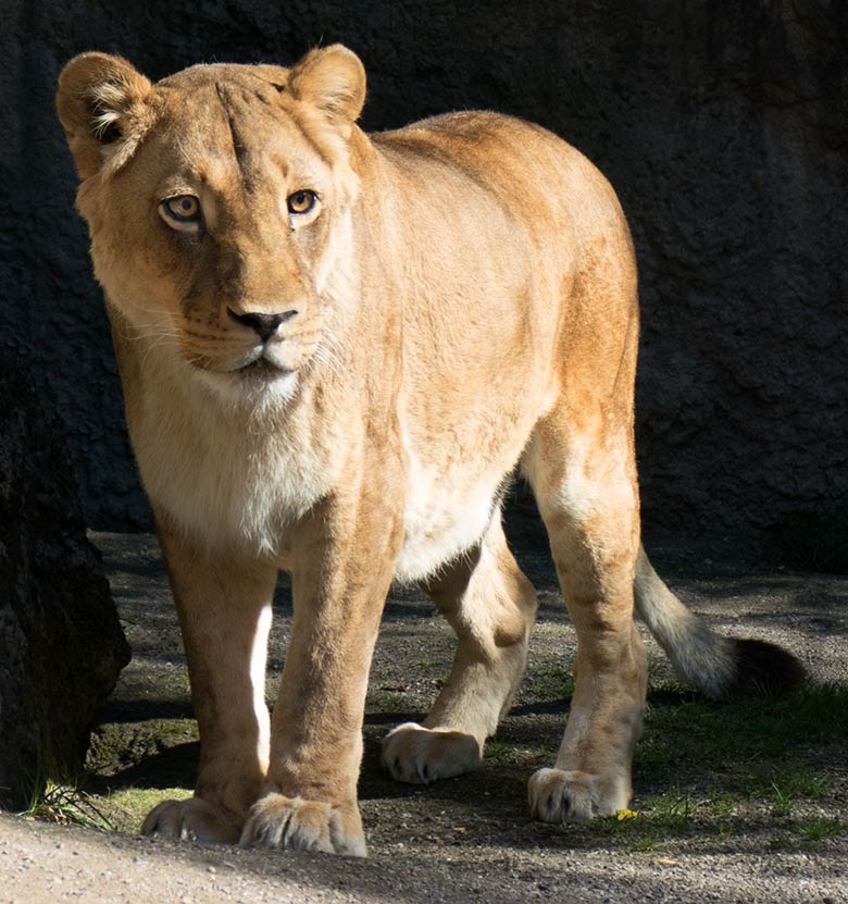 Afrikanische Löwen-Katze MAISHA am 31. Juli 2020 auf der Mini-Außenanlage im Löwen-Haus im Wuppertaler Zoo