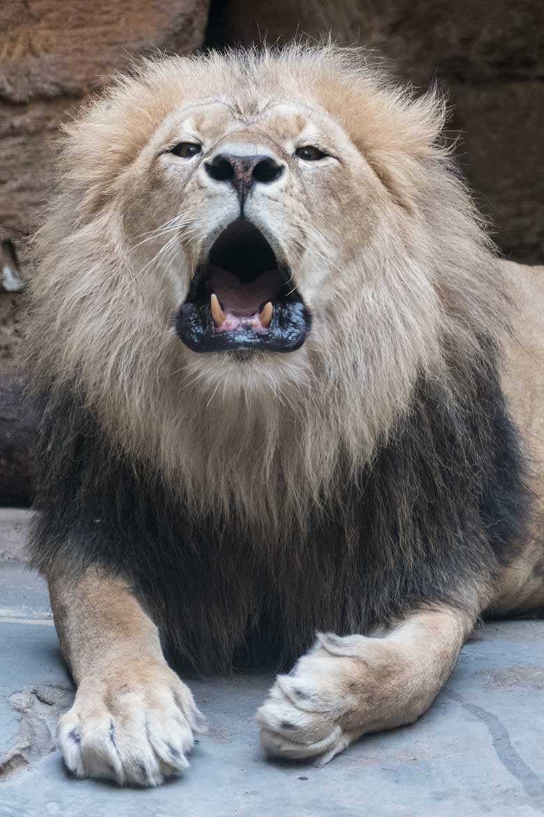 Brüllender Afrikanischer Löwen-Kater am 30. August 2020 Innen-Schaugehege im Löwen-Haus im Zoo Wuppertal