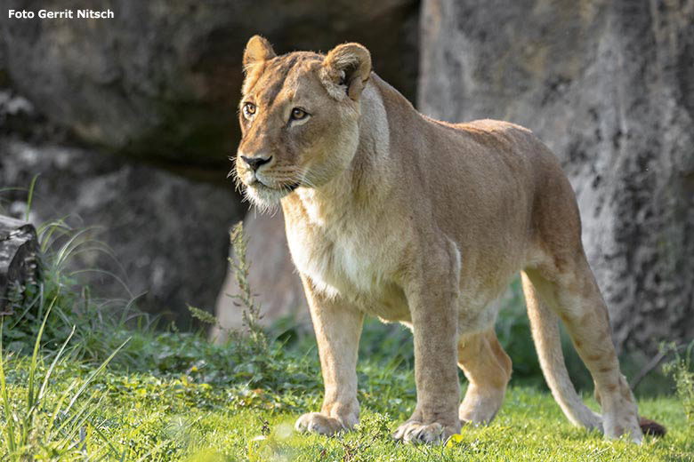 Afrikanische Löwen-Katze MAISHA am 11. September 2020 morgens auf der Löwen-Savanne im Zoologischen Garten Wuppertal (Foto Gerrit Nitsch)