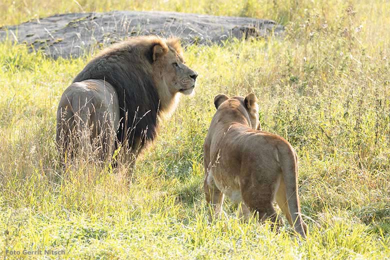 Afrikanischer Löwen-Kater SHAWANO und Löwen-Katze MAISHA am 11. September 2020 morgens auf der Löwen-Savanne im Zoo Wuppertal (Foto Gerrit Nitsch)