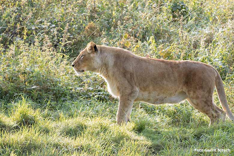 Afrikanische Löwin MAISHA am 11. September 2020 morgens auf der Löwen-Savanne im Zoologischen Garten der Stadt Wuppertal (Foto Gerrit Nitsch)