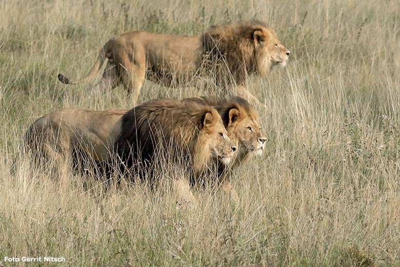 Afrikanische Löwen-Kater MASSINO, TAMO und SHAWANO (von oben nach unten) am 11. September 2020 nachmittags auf der Löwen-Savanne im Wuppertaler Zoo (Foto Gerrit Nitsch)