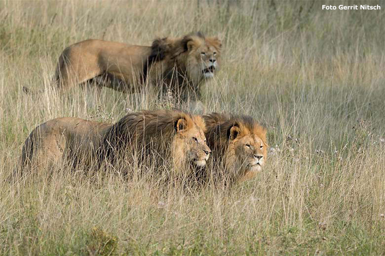 Afrikanische Löwen-Kater MASSINO, TAMO und SHAWANO (von oben nach unten) am 11. September 2020 nachmittags auf der Löwen-Savanne im Zoo Wuppertal (Foto Gerrit Nitsch)