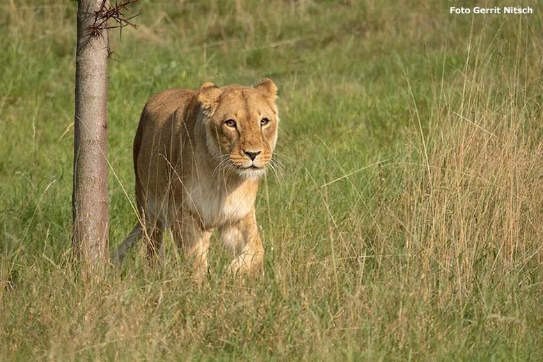 Afrikanische Löwen-Katze MAISHA am 11. September 2020 nachmittags auf der Löwen-Savanne im Grünen Zoo Wuppertal (Foto Gerrit Nitsch)