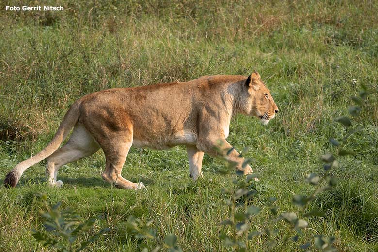 Afrikanische Löwen-Katze MAISHA am 11. September 2020 nachmittags auf der Löwen-Savanne im Wuppertaler Zoo (Foto Gerrit Nitsch)