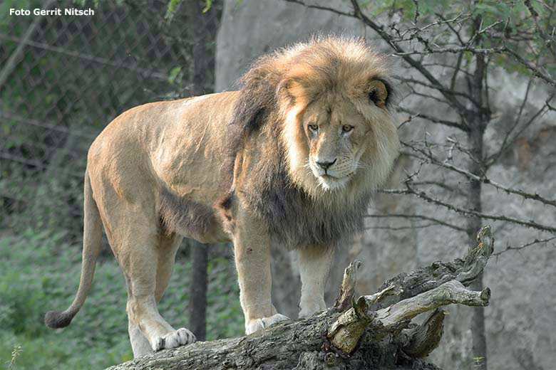 Afrikanischer Löwen-Kater MASSINO am 15. September 2020 auf der Außenanlage am Löwen-Haus im Zoo Wuppertal (Foto Gerrit Nitsch)