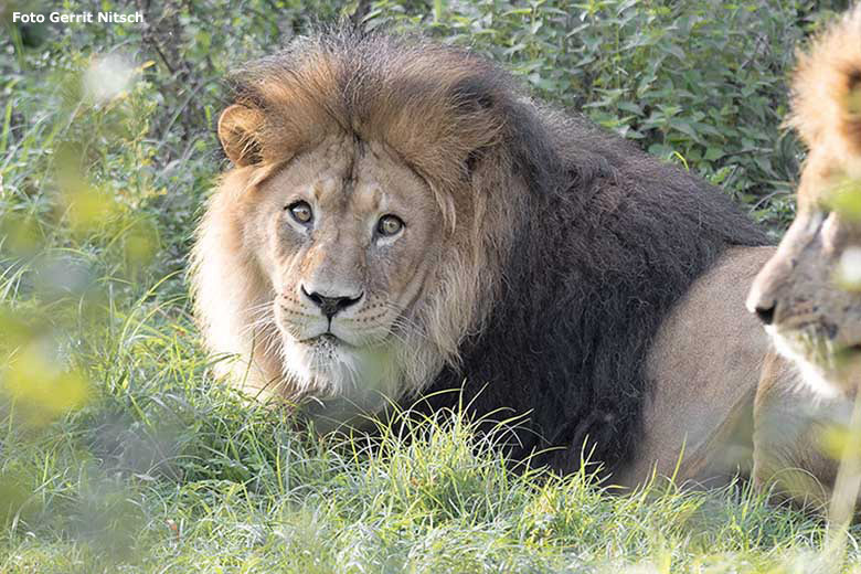 Afrikanischer Löwen-Kater TAMO am 15. September 2020 auf der Außenanlage am Löwen-Haus im Wuppertaler Zoo (Foto Gerrit Nitsch)