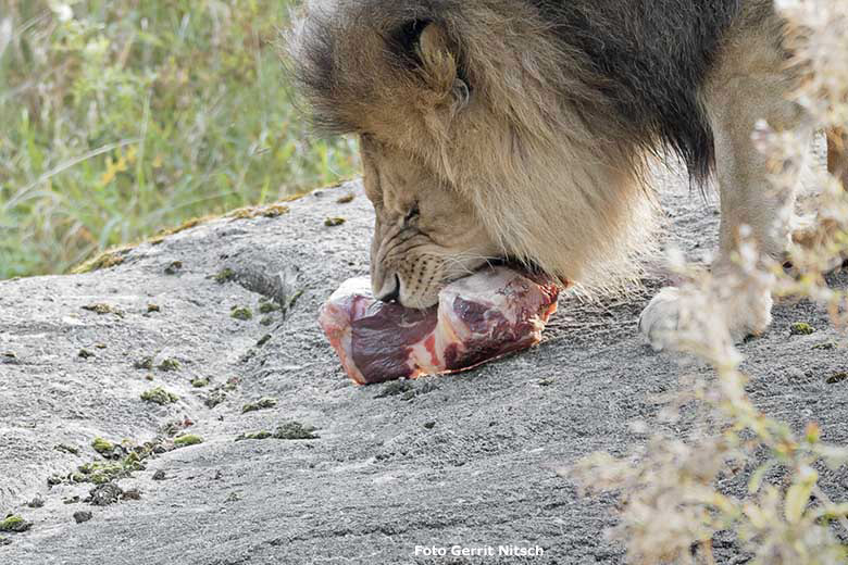 Afrikanischer Löwen-Kater am 15. September 2020 auf der Außenanlage am Löwen-Haus im Grünen Zoo Wuppertal (Foto Gerrit Nitsch)