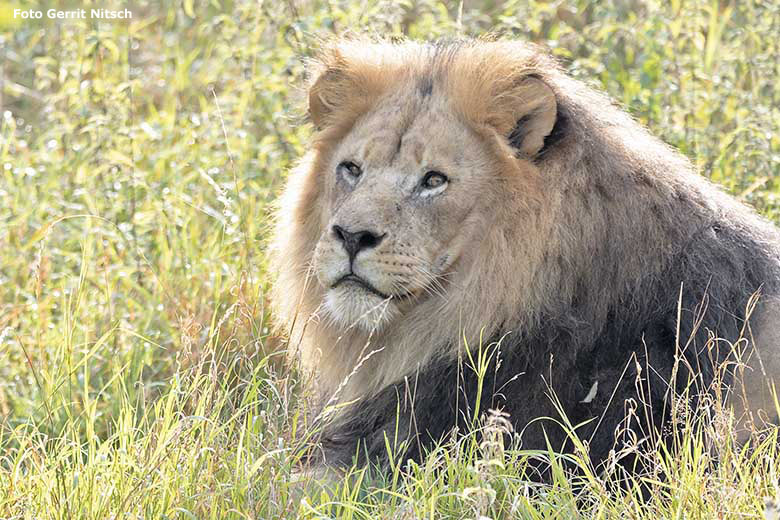 Afrikanischer Löwen-Kater SHAWANO am 15. September 2020 auf der Außenanlage am Löwen-Haus im Wuppertaler Zoo (Foto Gerrit Nitsch)