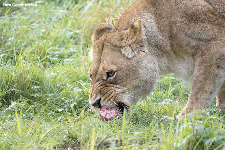 Afrikanische Löwen-Katze MAISHA am 15. September 2020 auf der Außenanlage am Löwen-Haus im Grünen Zoo Wuppertal (Foto Gerrit Nitsch)