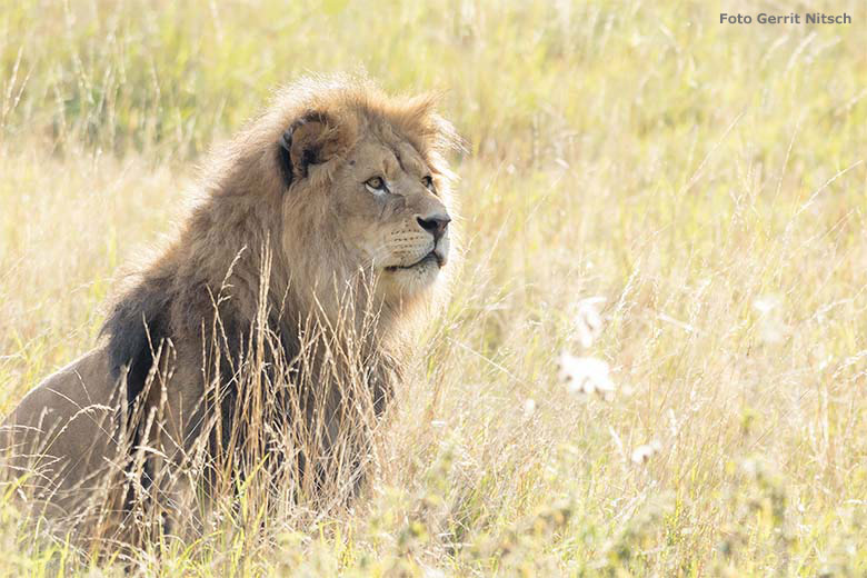 Afrikanischer Löwen-Kater MASSINO am 15. September 2020 auf der Außenanlage am Löwen-Haus im Zoo Wuppertal (Foto Gerrit Nitsch)