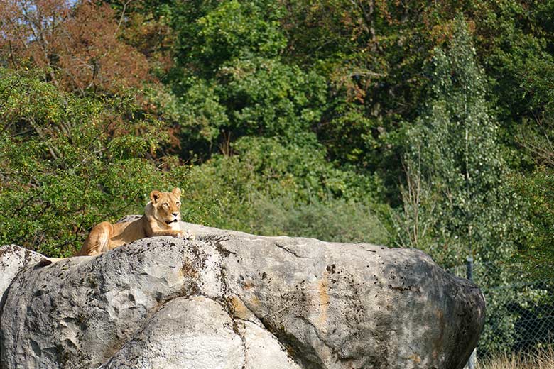 Afrikanische Löwin MAISHA am 17. September 2020 auf der Außenanlage im Grünen Zoo Wuppertal