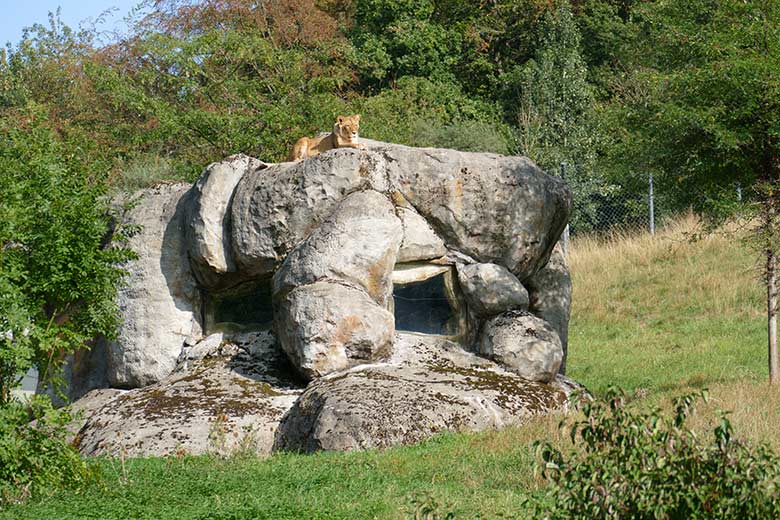 Afrikanische Löwen-Katze MAISHA am 17. September 2020 auf der Außenanlage im Zoologischen Garten Wuppertal