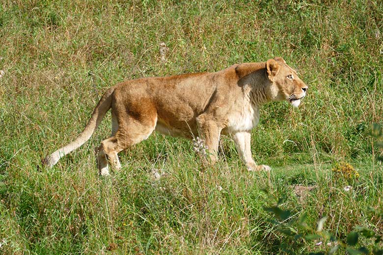 Afrikanische Löwin MAISHA am 17. September 2020 auf der Außenanlage im Grünen Zoo Wuppertal