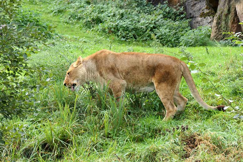 Afrikanische Löwen-Katze MAISHA am 27. September 2020 auf der Löwen-Savanne im Wuppertaler Zoo