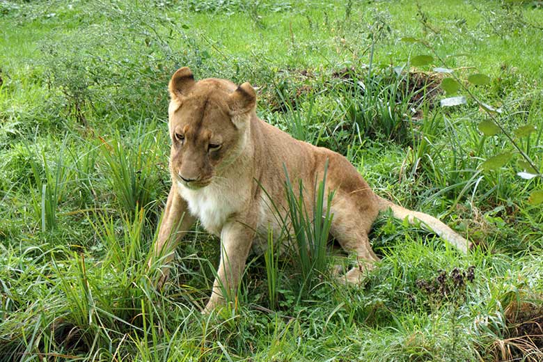 Afrikanische Löwin MAISHA am 27. September 2020 auf der Löwen-Savanne im Grünen Zoo Wuppertal