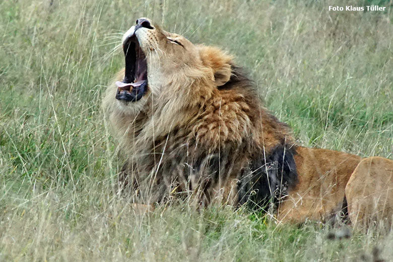 Afrikanischer Löwen-Kater am 18. Oktober 2020 auf der Löwen-Savanne im Zoologischen Garten Wuppertal (Foto Klaus Tüller)