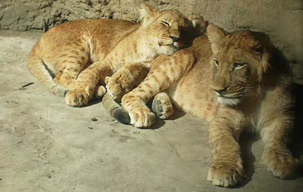 Löwen im Wuppertaler Zoo im Mai 2008