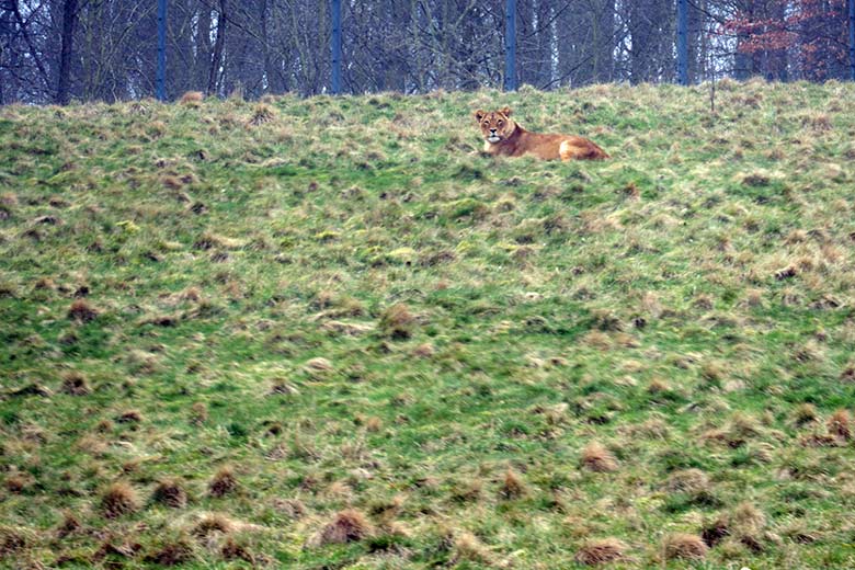 Afrikanische Löwen-Katze MAISHA am 8. März 2021 auf der großen Löwen-Savanne im Grünen Zoo Wuppertal