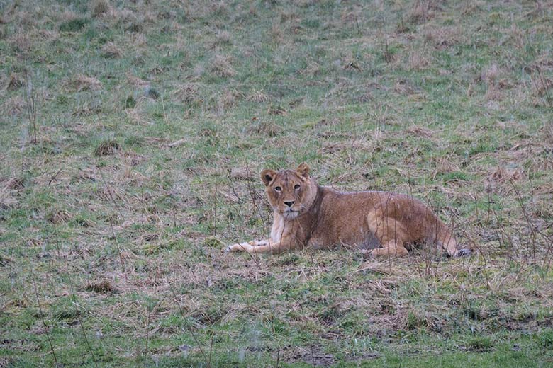 Afrikanische Löwen-Katze MAISHA am 14. März 2021 auf der großen Löwen-Savanne im Grünen Zoo Wuppertal