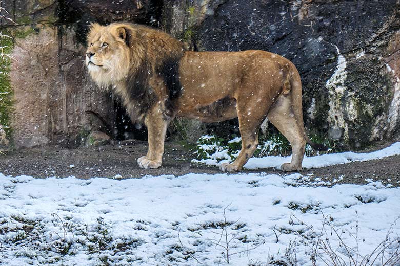 Afrikanischer-Löwen-Kater MASSINO am 6. April 2021 auf der Löwen-Savanne im Zoo Wuppertal