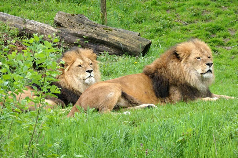 Afrikanische Löwen-Kater TAMO und MASSINO (rechts) am 21. Mai 2021 auf der Außenanlage vor dem Löwen-Haus im Zoo Wuppertal