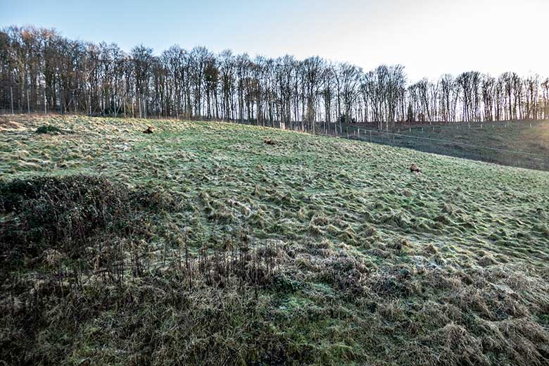 Wald auf der Königshöhe am 20. Dezember 2021 in der Nähe der Löwen-Savanne im Grünen Zoo Wuppertal