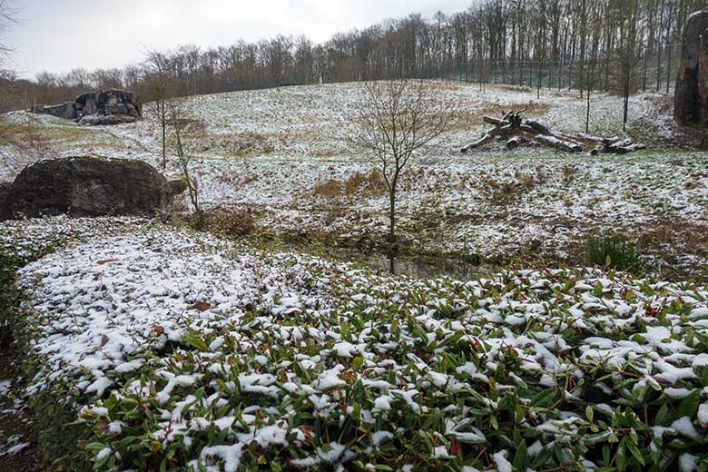 Afrikanische Löwen-Kater am 26. Dezember 2021 auf der Löwen-Savanne im Wuppertaler Zoo