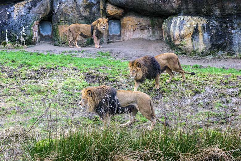Verletzter Afrikanischer Löwen-Kater MASSINO (hinten) mit Löwen-Kater SHAWANO (vorn) und TAMO am 30. Januar 2022 vor dem Löwen-Haus im Grünen Zoo Wuppertal