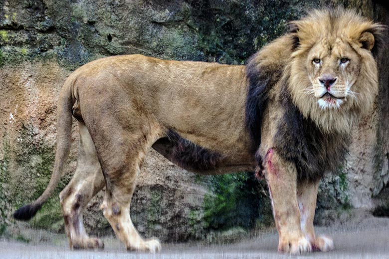 Verletzter Afrikanischer Löwen-Kater MASSINO am 30. Januar 2022 vor dem Löwen-Haus im Zoologischen Garten Wuppertal
