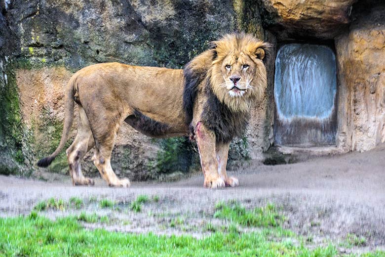 Verletzter Afrikanischer Löwen-Kater MASSINO am 30. Januar 2022 vor dem Löwen-Haus im Zoologischen Garten Wuppertal