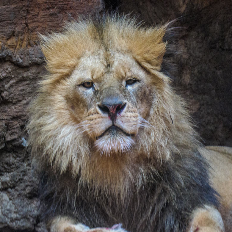Verletzter Afrikanischer Löwen-Kater MASSINO am 30. Januar 2022 im Löwen-Haus im Zoologischen Garten Wuppertal